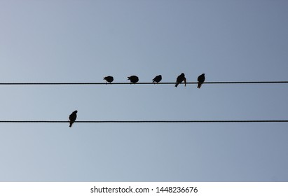 starlings sitting on the wires of high-voltage lines - Shutterstock ID 1448236676