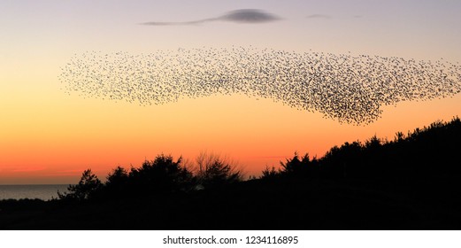 Starlings In The Sky At Sunset