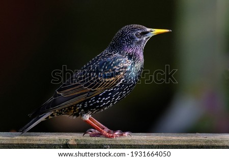 Starlings are small to medium-sized passerine birds in the family Sturnidae. The name 