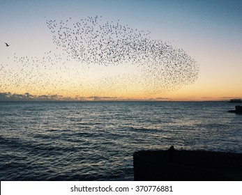 Starlings At Sunset