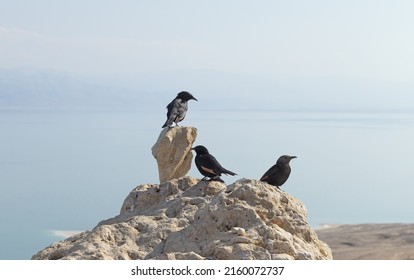 Starlings Of Tristram At The Dead Sea In Israel