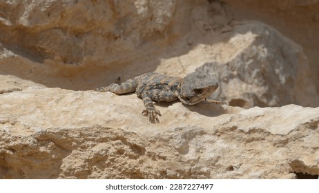 Starred agama Laudakia stellio - typical Middle Eastern lizard - lying on a rock next to a crevice in Umm ar-Rasas archaeological site - Powered by Shutterstock