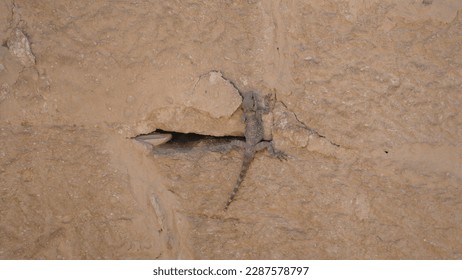 Starred agama Laudakia stellio - typical Middle Eastern lizard - lying on a rock next to a crevice in Umm ar-Rasas archaeological site - Powered by Shutterstock