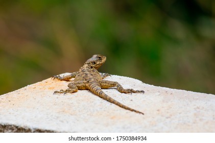 Closeup Detail Egyptian Desert Agama Lizard Stock Photo (Edit Now ...