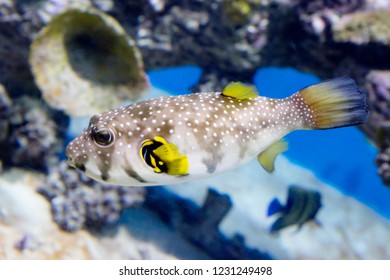 348 Starry puffer fish Images, Stock Photos & Vectors | Shutterstock