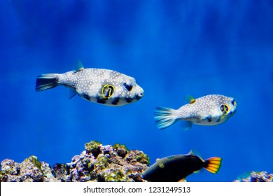 348 Starry puffer fish Images, Stock Photos & Vectors | Shutterstock