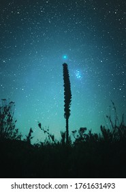 Starry night, a comet 40P and the Pleiades stars shining over a silhouette of plants.