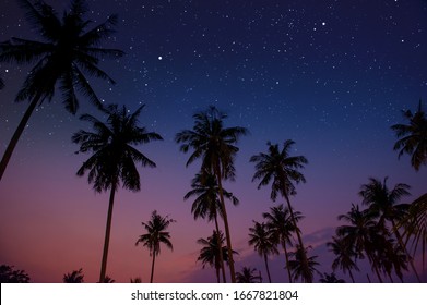 Starry night sky against with coconut palm tree and romantic evening twilight sky