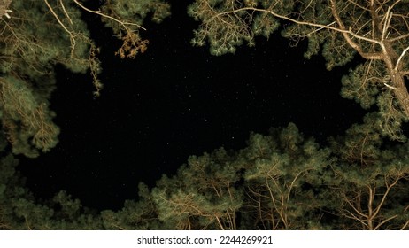 Starry night sky with animated backgrounds of twinkling or flickering stars in the forest. Constellations in the winter night sky visible between the trees.