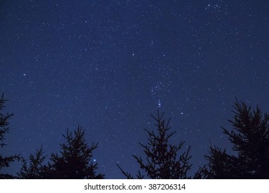 Starry Night Sky Background - Looking Up At Space Over Silhouetted Trees In The Forest 