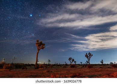 Starry Night Sky Over Joshua Trees In The Mojave Desert, California