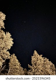 Starry night sky surrounded by tall trees 