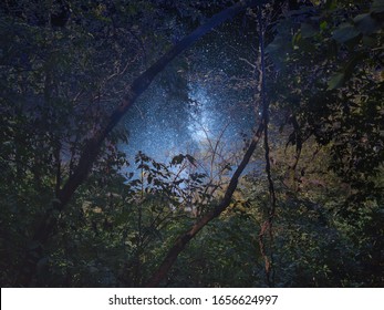 Starry night sky through tree branches. - Powered by Shutterstock