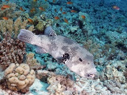 Colorful tropical coral reef with fish. Vivid multicolored corals