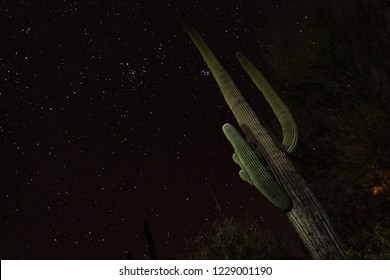 Starry skies with meteor, Pleiades and a Saguaro Cactus reaching up to the stars. Looking up at the cacti from a low angle with the plant lit up by flashlight, light painting. Tucson, Arizona. 2018.  