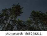 Starry sky in the forest