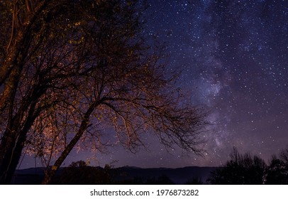 starry sky in the forest