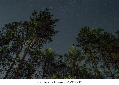 Starry sky in the forest