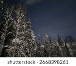starry sky over the trees 