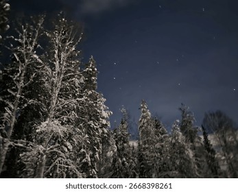 starry sky over the trees 