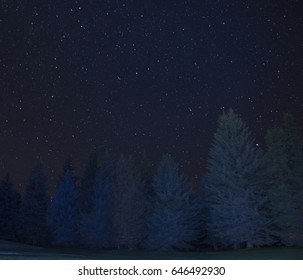 Starry Sky with Pine Trees