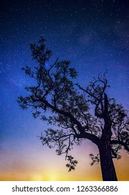Starry sky with tree