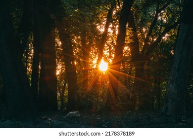 Starry Sunset In The Grove Of Bauma Almaty