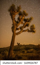 Stars In The Sky At Night Over Joshua Tree In Mojave Desert, California