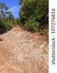Start of a mountain path leading through plantation