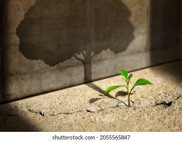 Start, Think Big, Recovery And Challenge In Life Or Business Concept.Economic Crisis Symbol.New Green Sprout Plant Growth In Cracked Concrete And Shading A Big Tree Shadow On The Cement Wall