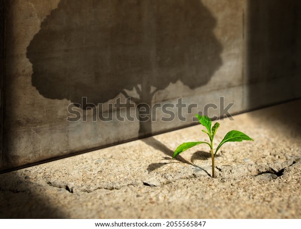 Start, Think Big, Recovery and Challenge in Life or\
Business Concept.Economic Crisis Symbol.New Green Sprout Plant\
Growth in Cracked Concrete and Shading a Big Tree Shadow on the\
Cement Wall