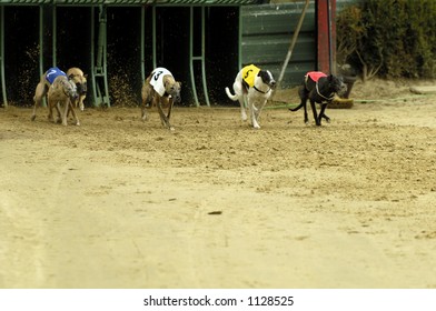 1,112 Whippets racing Images, Stock Photos & Vectors | Shutterstock