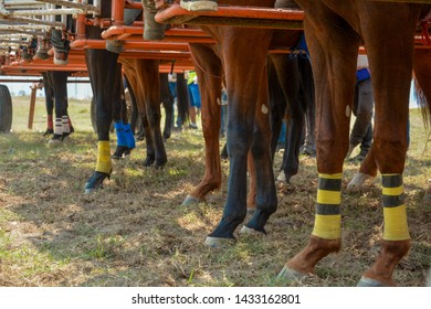 Horse Race Starting Gate High Res Stock Images Shutterstock