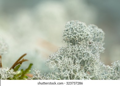 Star-tipped Reindeer Lichen, Cladonia Stellaris