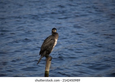 Startled Cormorant On A Tree Stump