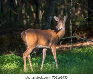 Startled Deer