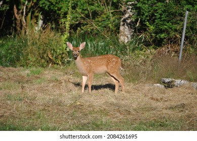 Startled Deer Grazing For Food