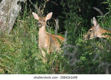 Startled Deer Grazing For Food