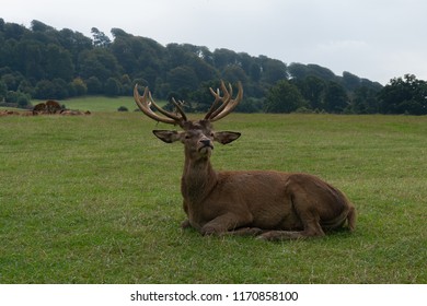 A Startled Deer Looks At Us