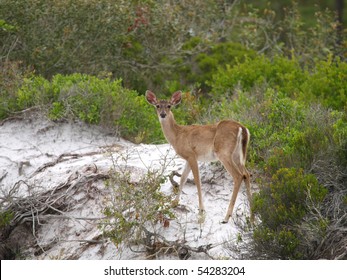 Startled Deer On A Sand Dune