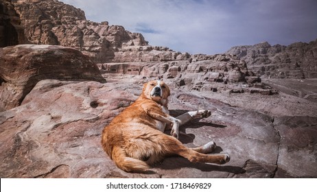 Startled Dog In Petra Jordan