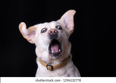 Startled Dog Surprised