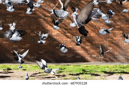 A Startled Flock Of Pigeons Taking Off And Flapping Wildly Into The Air