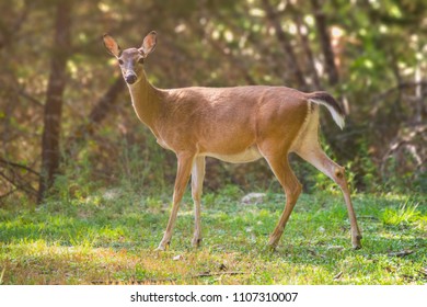 Startled Mamma Deer