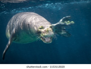 Startled Monk Seal In Hawaii