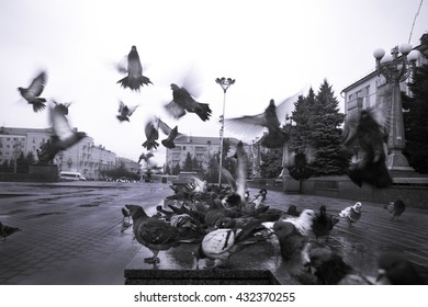 Startled Pigeons On Town Square