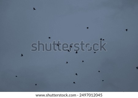 startled ravens on a tree