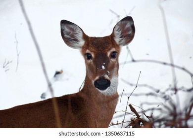 Startled Snowy Deer