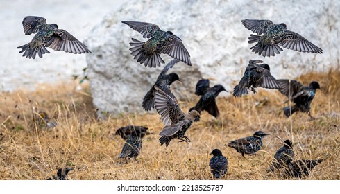 Startled Starlings In Formation Flight
