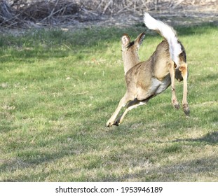 A Startled White-tailed Deer Leaping Away